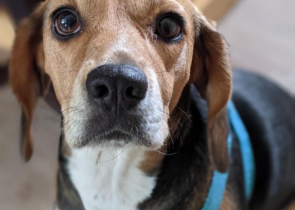 Dogs available for adoption in Boise Stacker