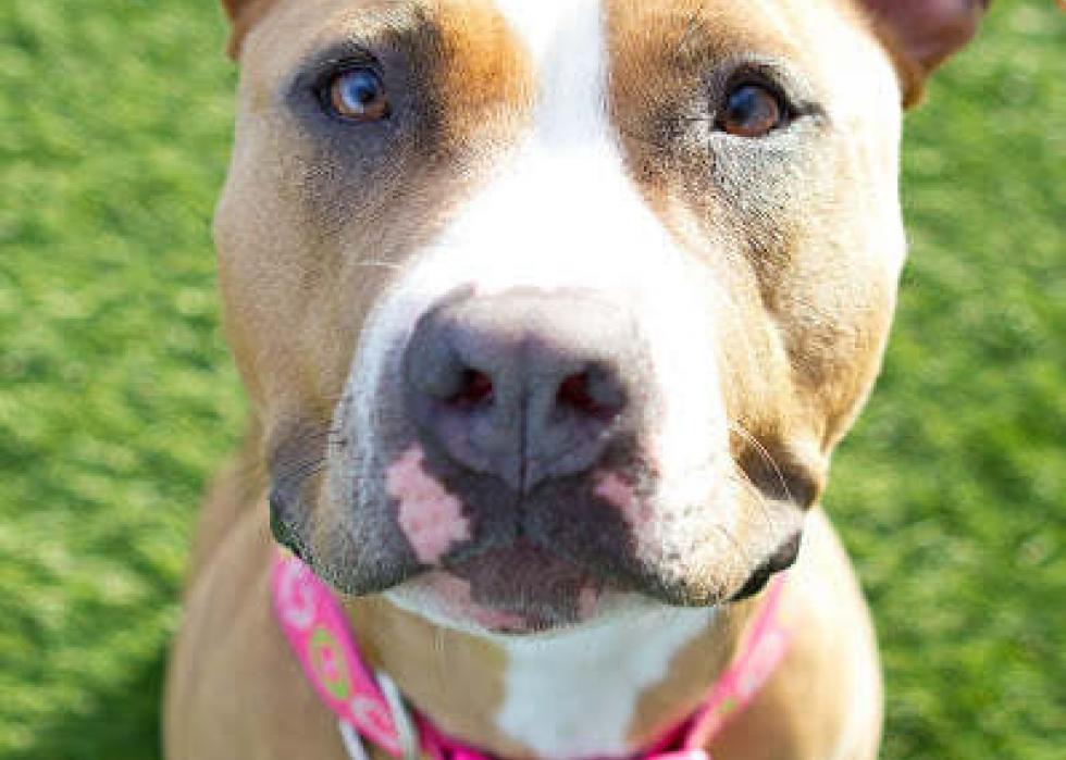 Dogs available for adoption in Boise Stacker