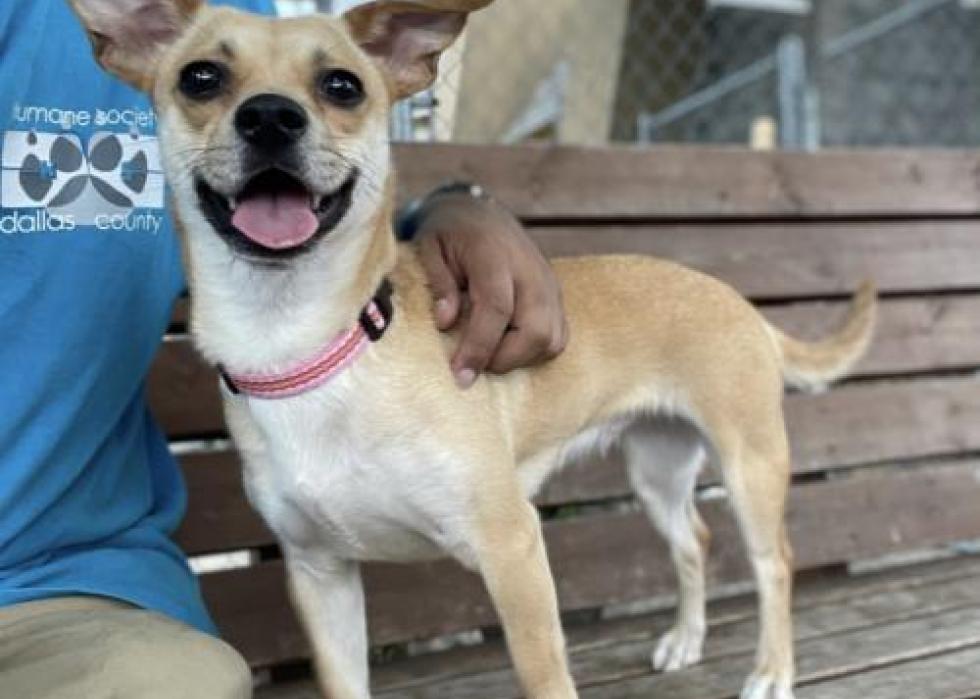 Dogs available for adoption in Dallas Stacker