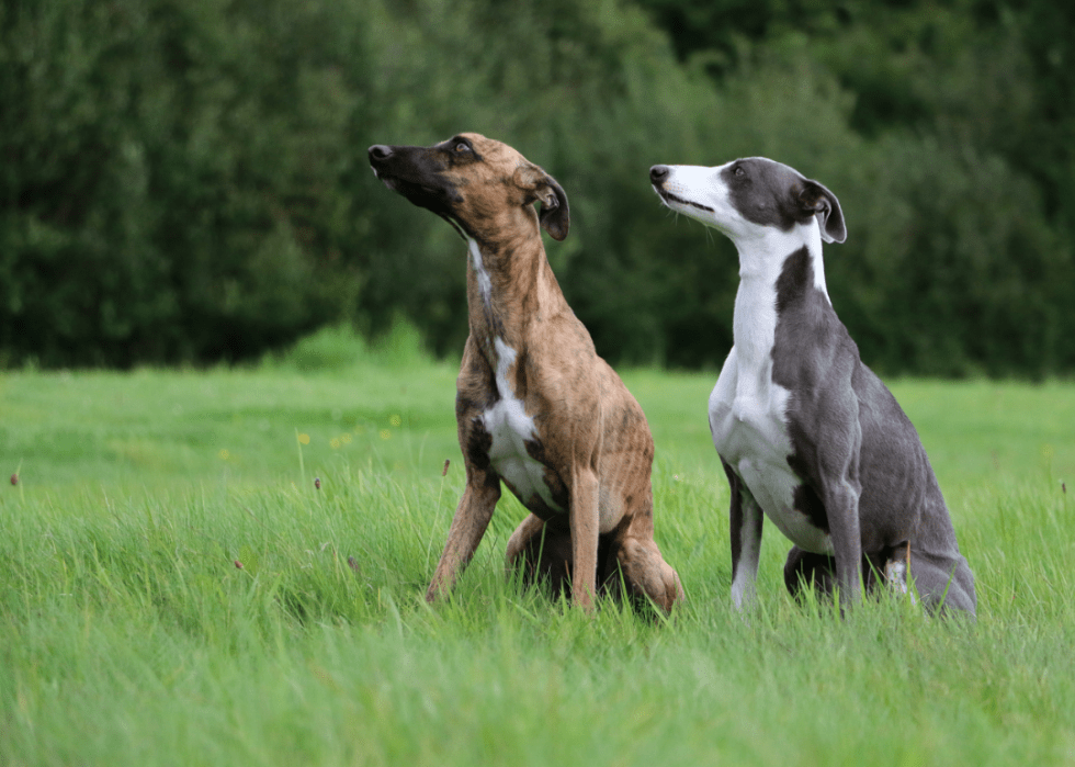 Dog Breeds Gaining Popularity Stacker