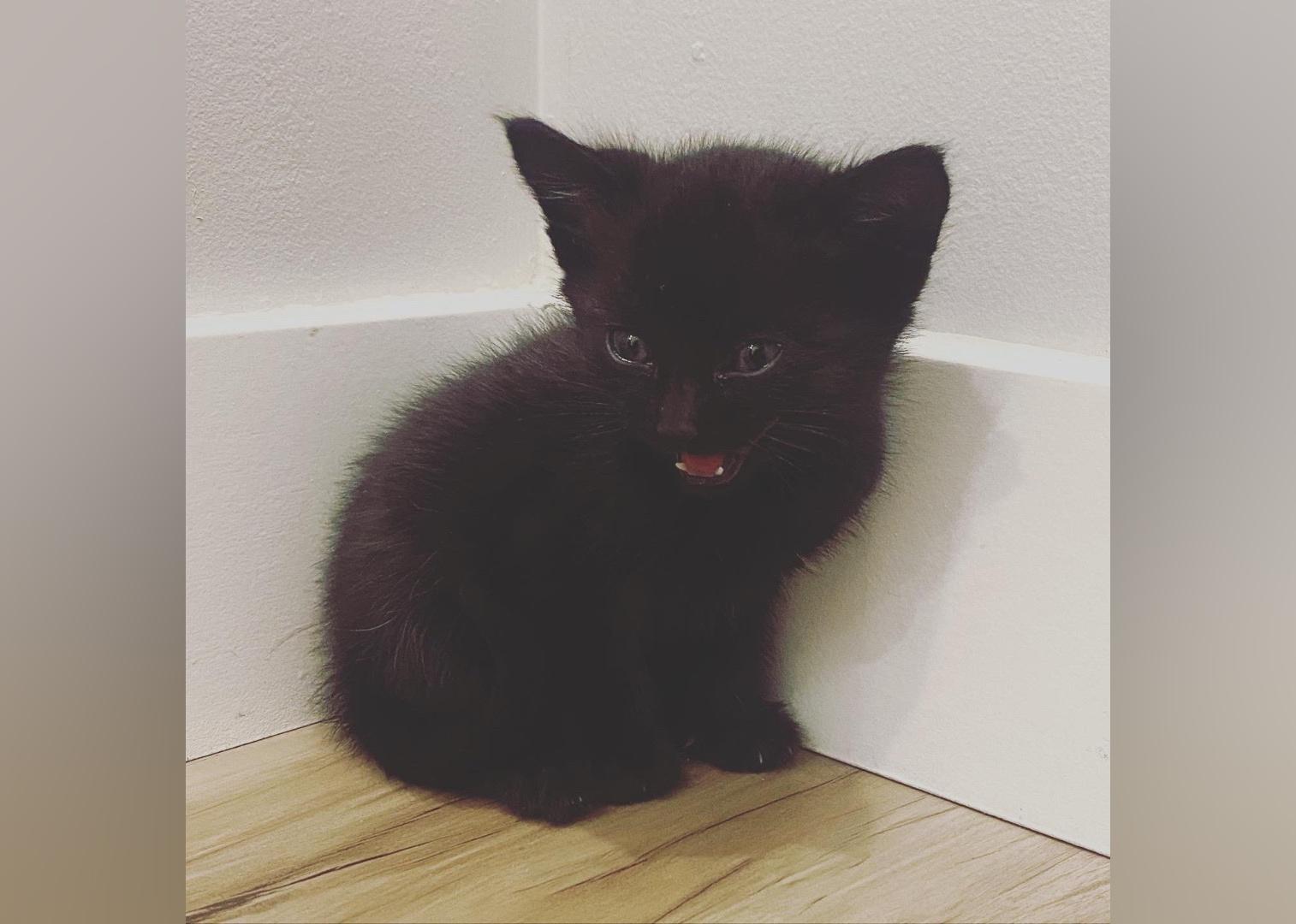 Kittens Available for Adoption in Edmonton Stacker