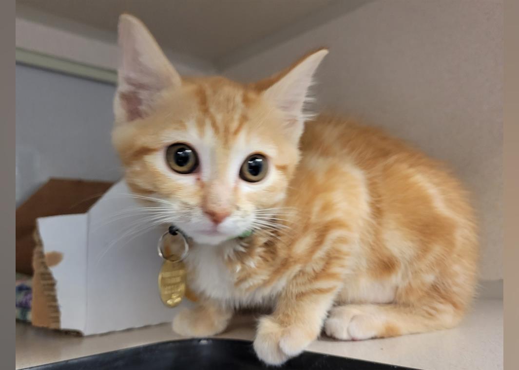 Kittens Available for Adoption in Denver Stacker