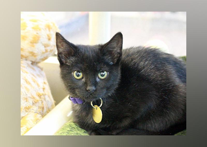 Kittens Available for Adoption in Denver Stacker