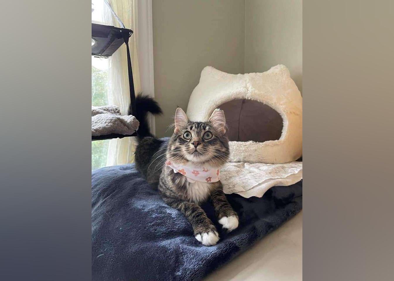 Cats Available for Adoption in Halifax Stacker