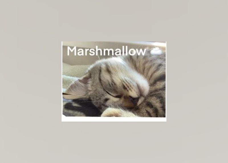 Kittens Available for Adoption in Denver Stacker