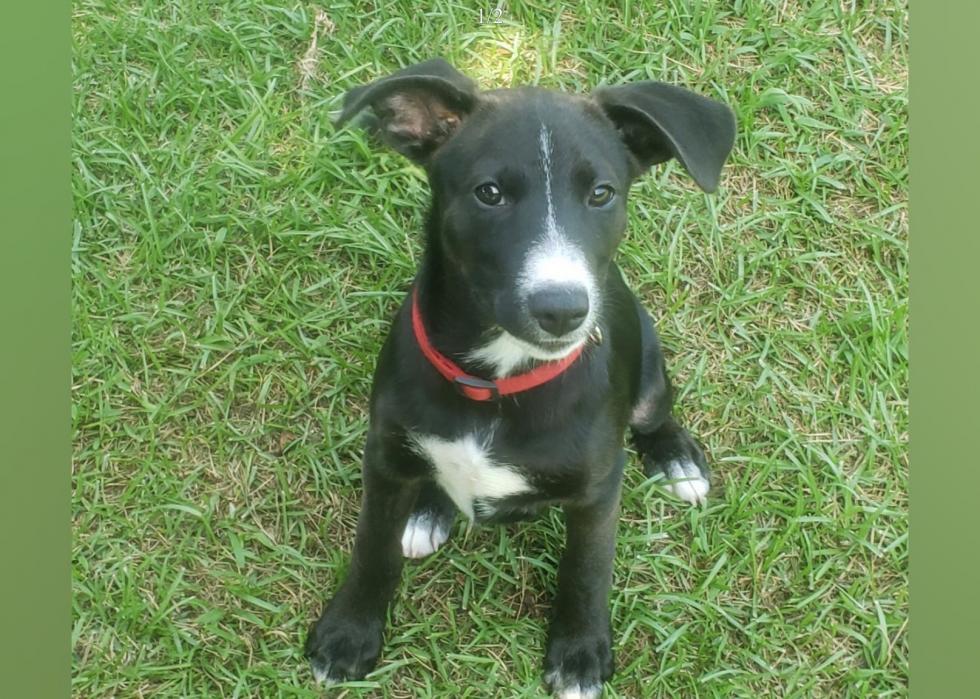 Dogs available for adoption in Greenville, North Carolina Stacker