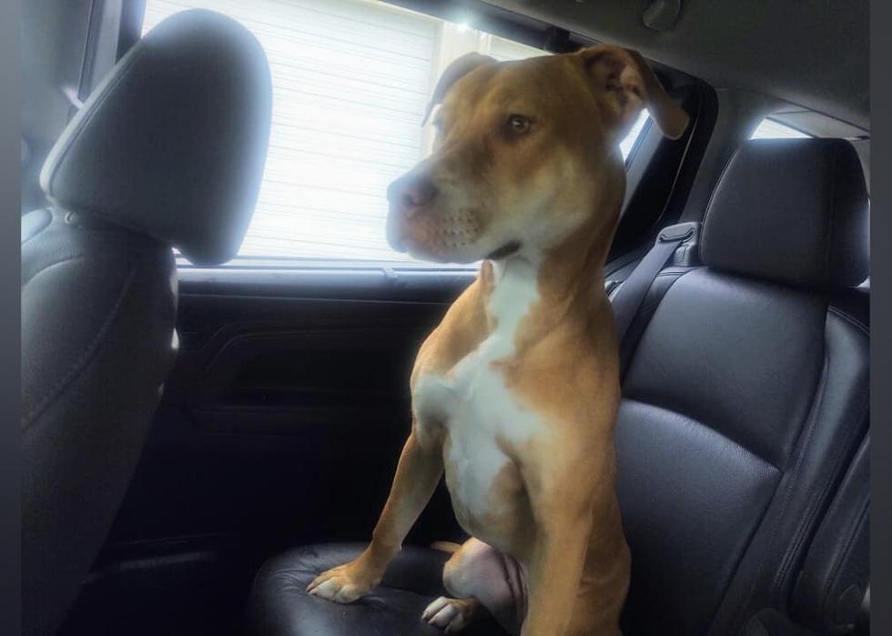 Dogs available for adoption in Greenville, North Carolina Stacker