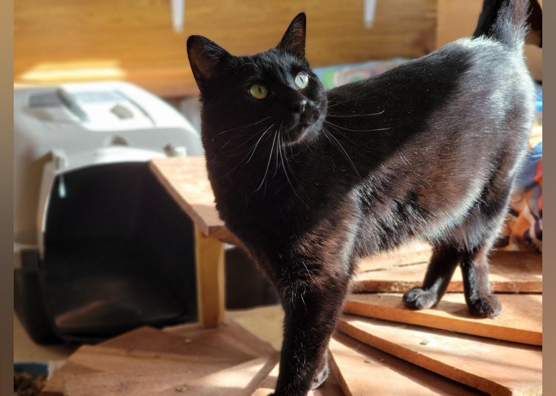 Cats Available for Adoption in Reno Stacker