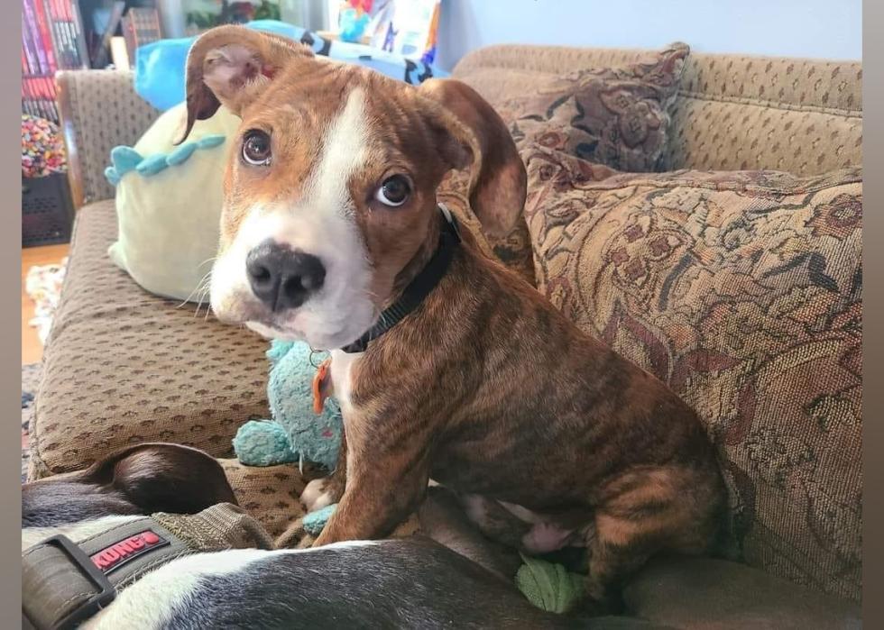 Puppies Available for Adoption in Duluth Stacker
