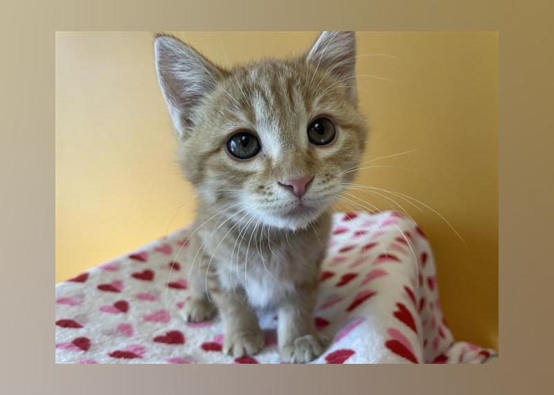 Kittens Available for Adoption in Denver Stacker