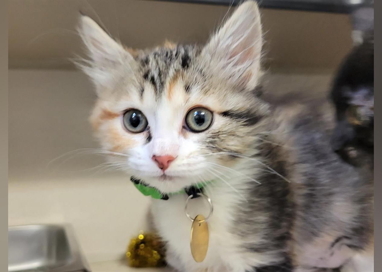 Kittens Available for Adoption in Denver Stacker