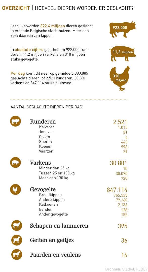 OVERZICHT. Hoeveel dieren worden er dagelijks geslacht? De Standaard