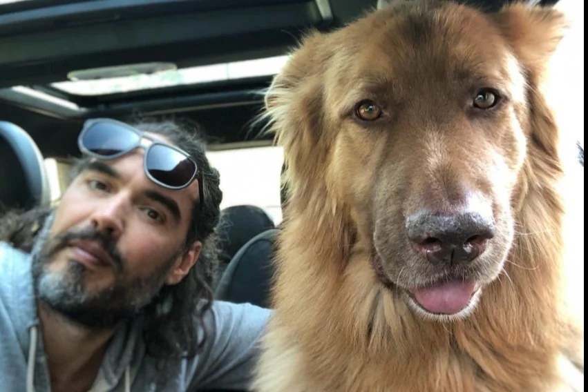 Russell Brand ‘devastated’ after his dog mauls wallaby to death