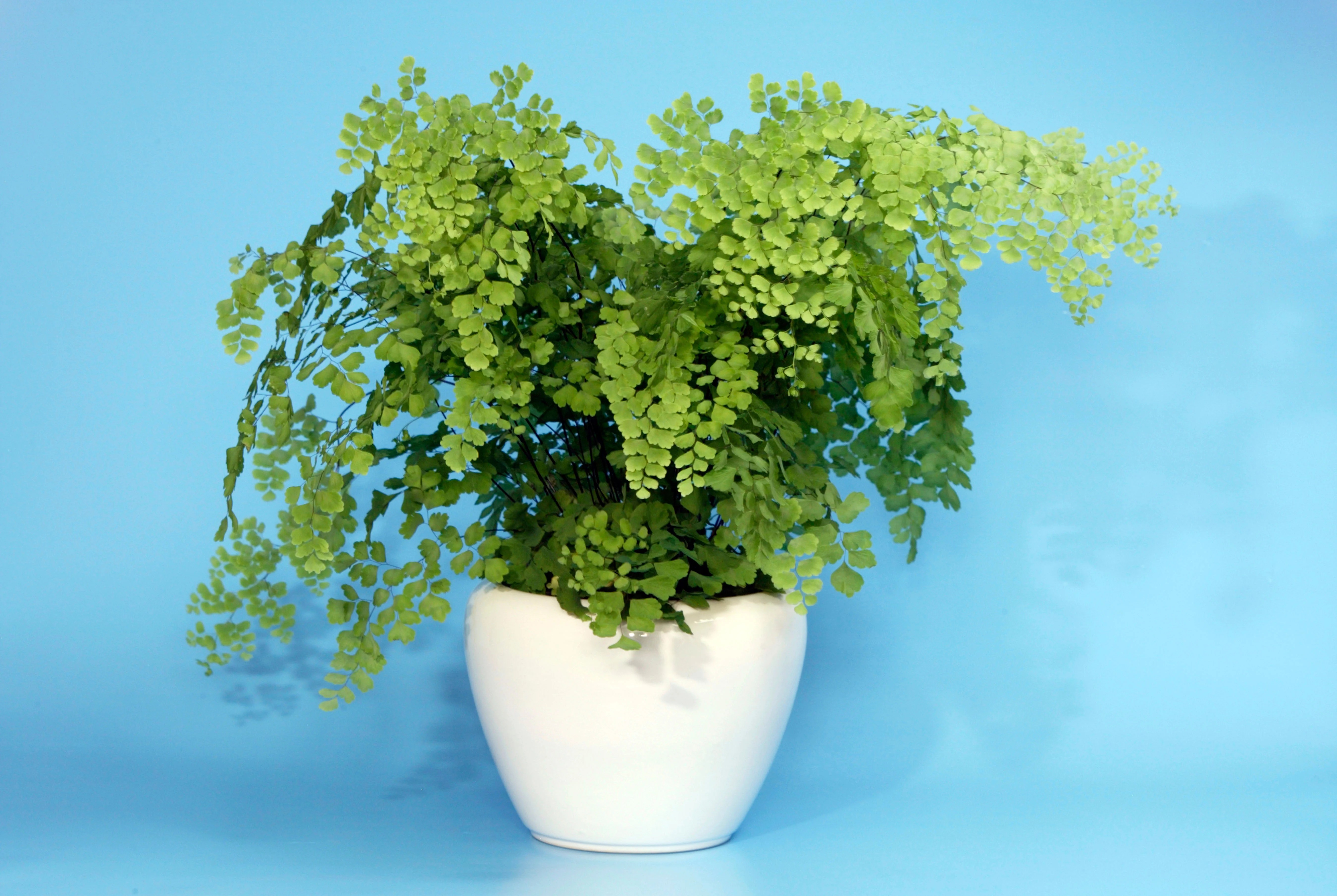 Houseplant care guide how to look after a maidenhair fern Evening
