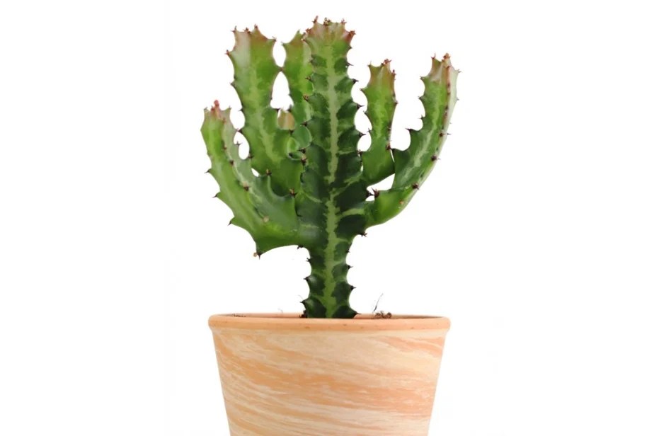 Candelabra Euphorbia Cactus Care