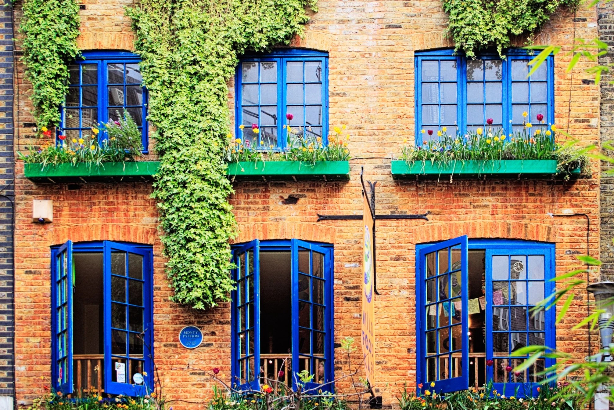 Why English ivy is so valuable for city homes and public spaces