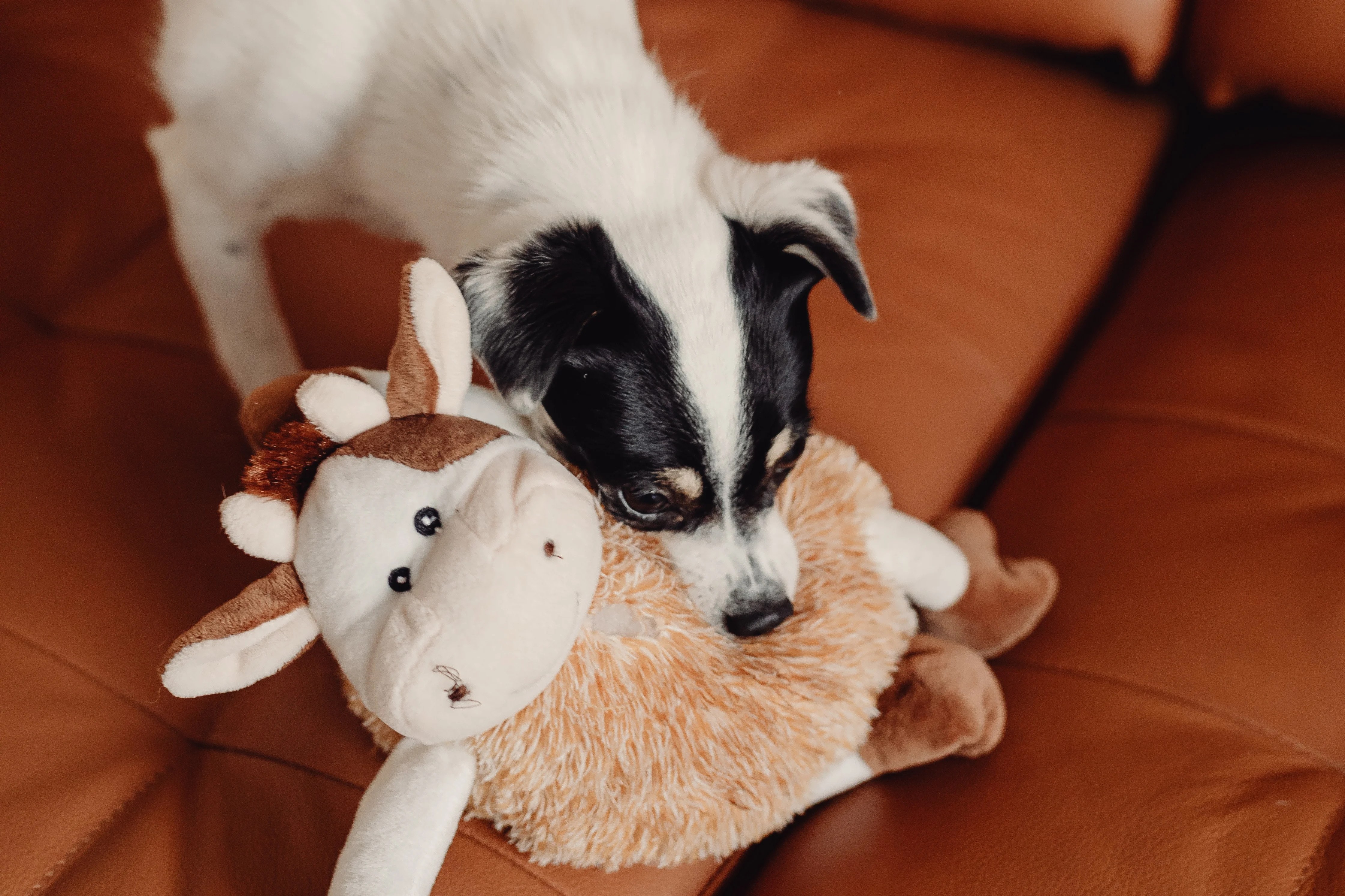 Best indestructible dog toys UK Perfect for pups who love to chew