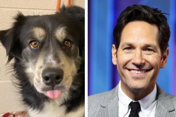 Paul Rudd lookalike dog is adopted after search goes viral Evening