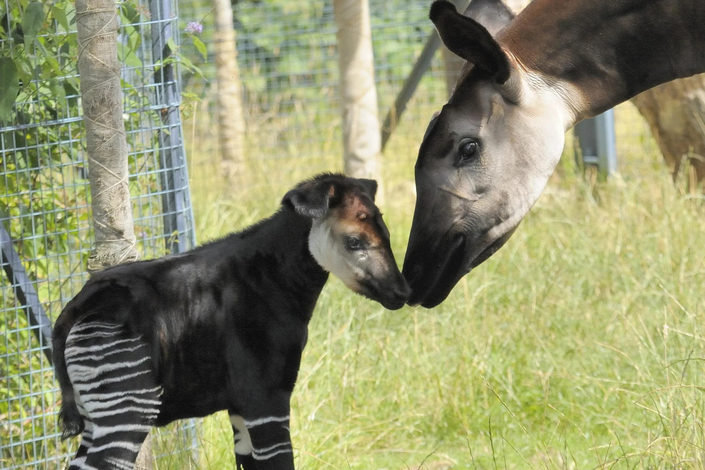 Baby okapi born at Chester Zoo may help preserve rare species Evening