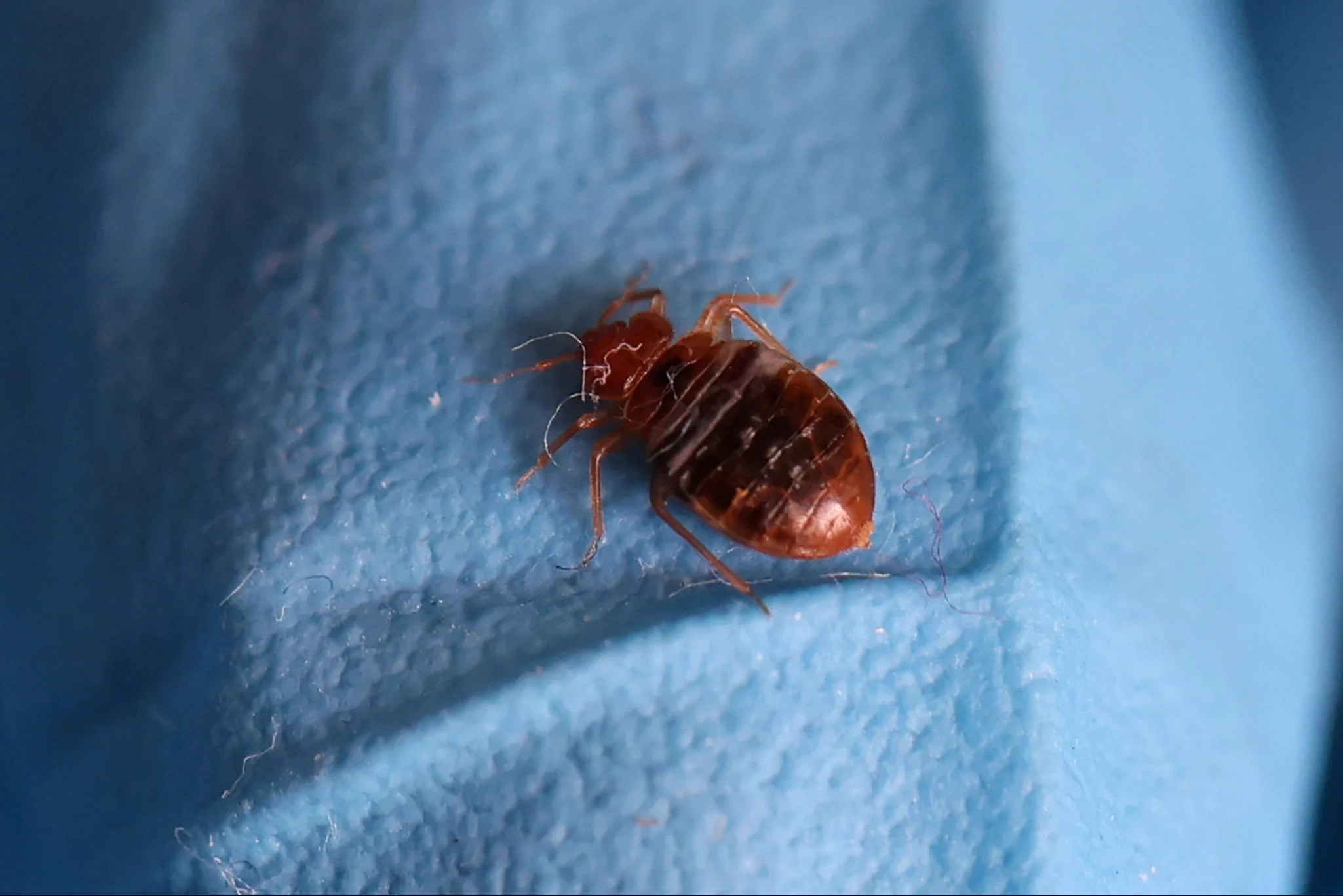 France bedbugs Seven schools forced to shut following outbreak