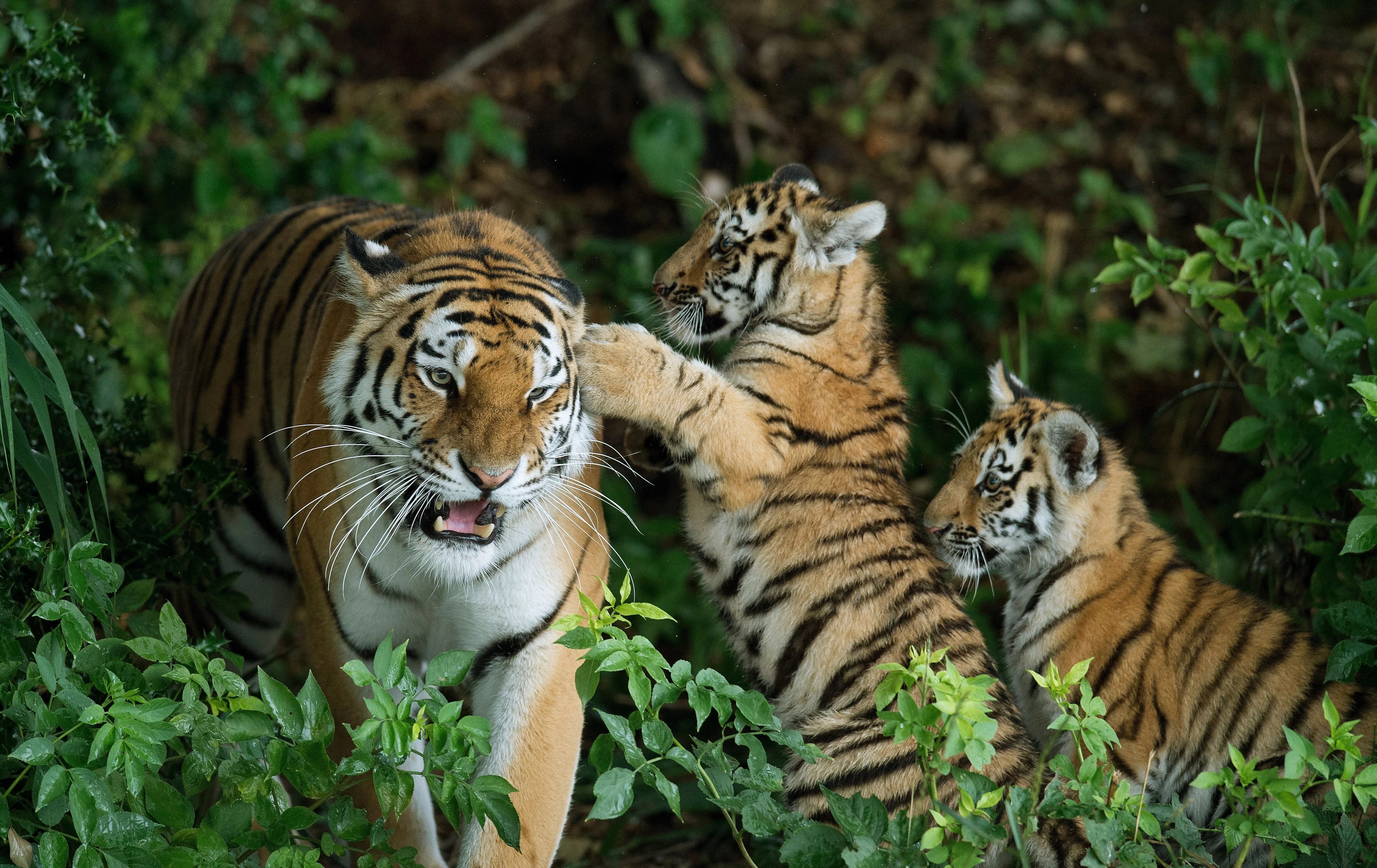 Man sustained ‘serious injuries’ in tiger enclosure at Yorkshire Wildlife Park
