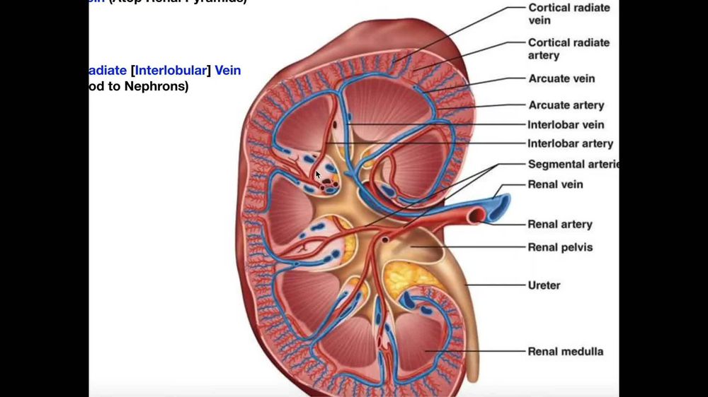 The blood supply leading directly into the nephron is the