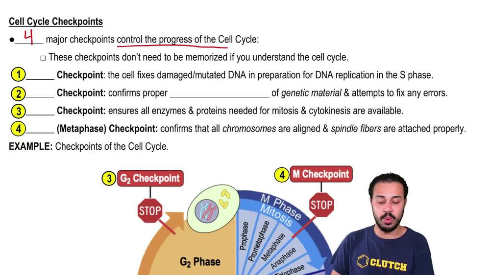 Animation Control of the Cell Cycle Pearson+ Channels