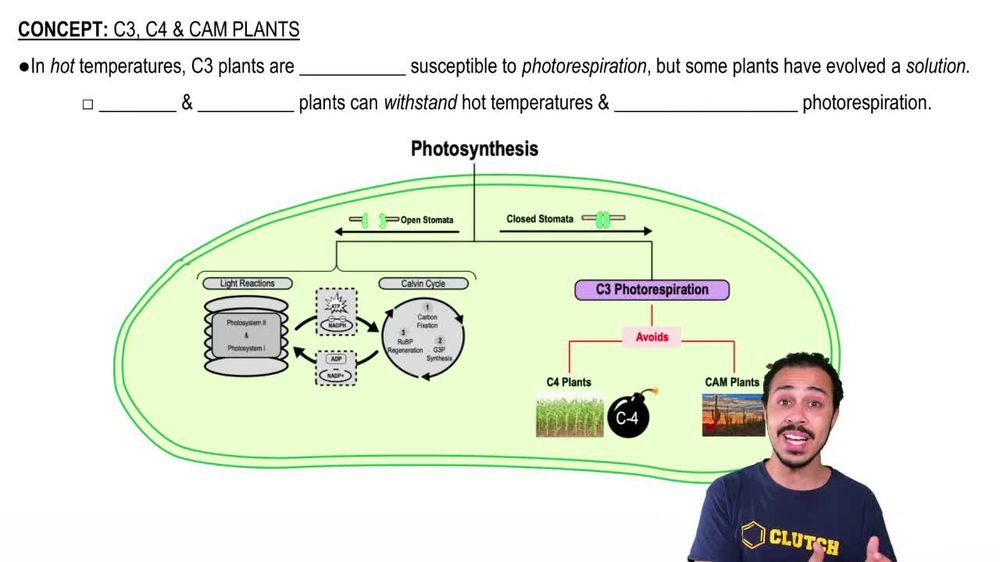 Types of Photosynthesis in Plants C3, C4, and CAM Pearson+ Channels