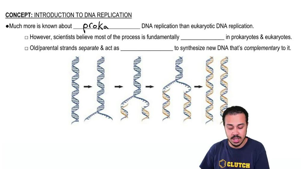 What is the major difference between bacterial chromosomes and eu