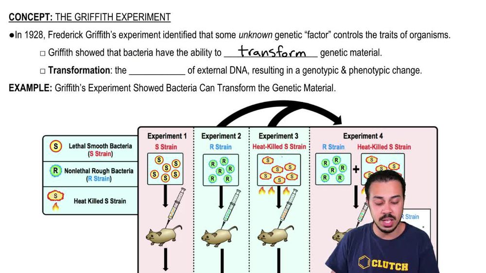 In his transformation experiments, what phenomenon did Griffith o