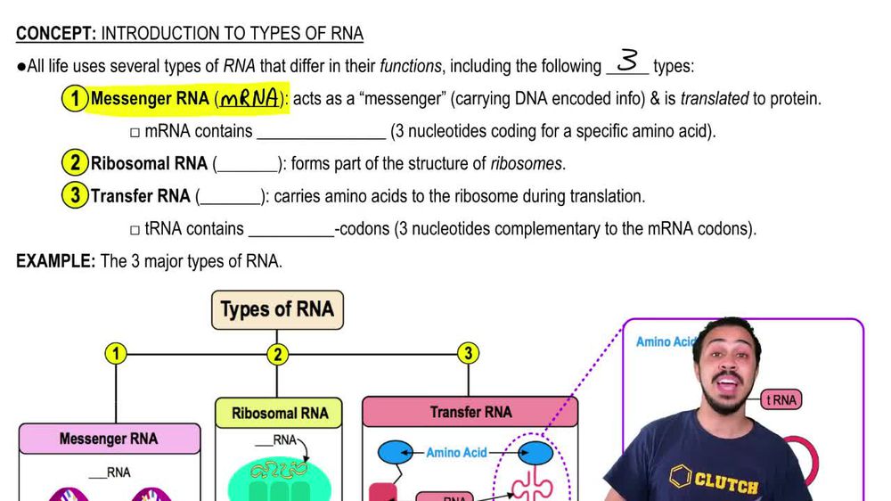 Which statement regarding the structure and function of tRNA is f