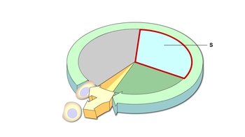 Short Video: Hydra Budding | Pearson+ Channels