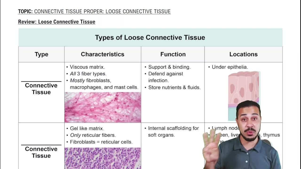How does areolar tissue and epithelial tissue work together to pr