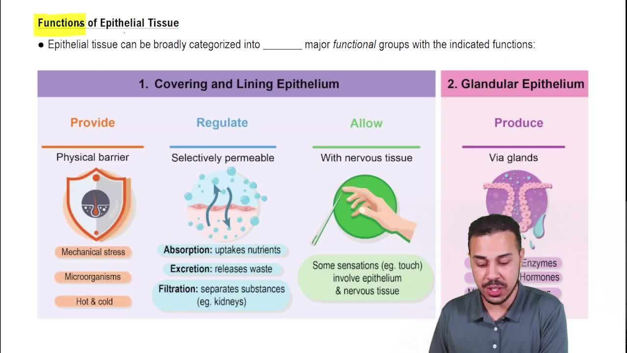 Functions of Epithelial Tissue Channels for Pearson+