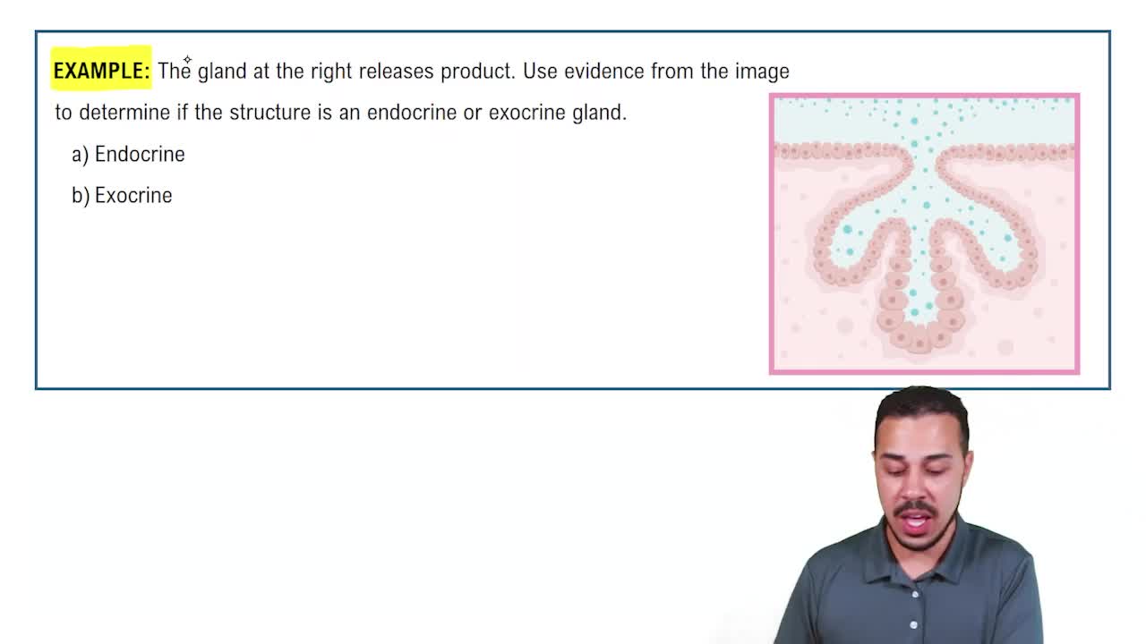 Glandular Epithelial Tissue Video Tutorial & Practice Channels for