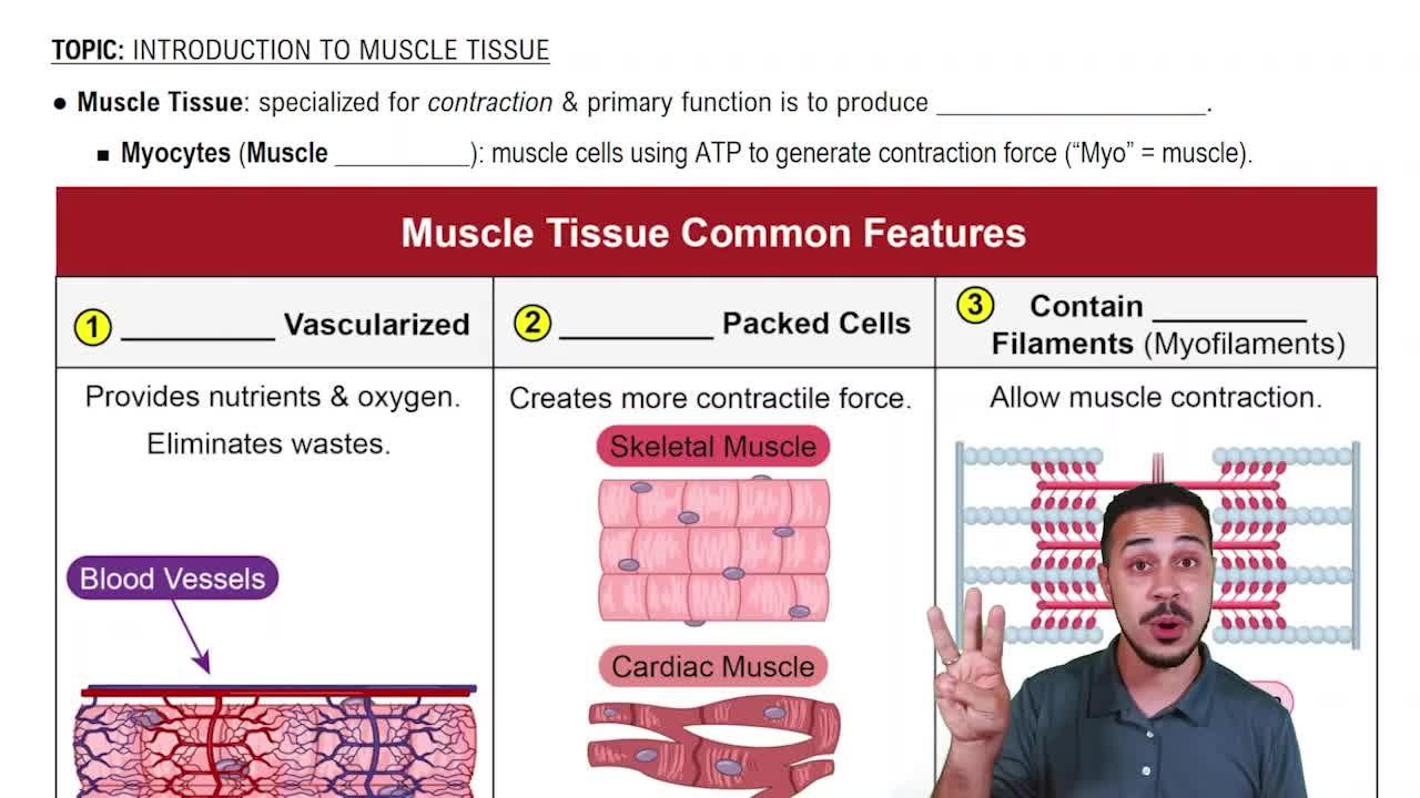 Which type of muscle tissue is represented in the image labeled w