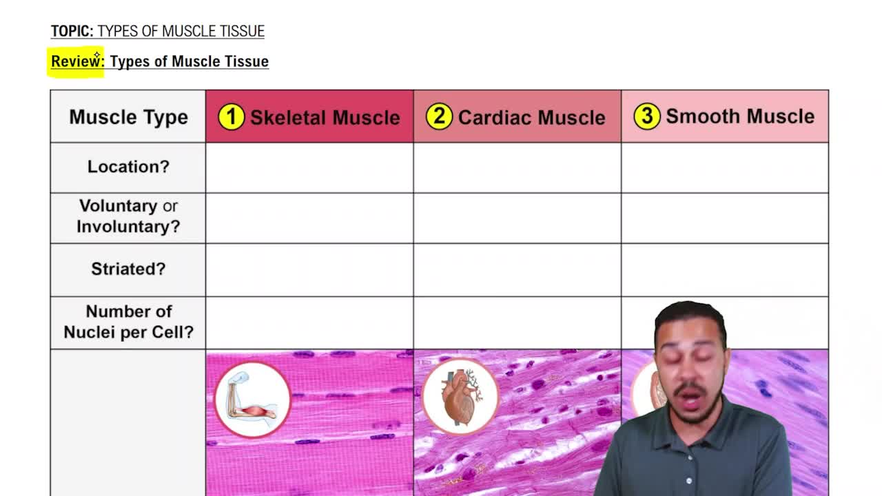 Which type of muscle tissue is classified as voluntary muscle(04)