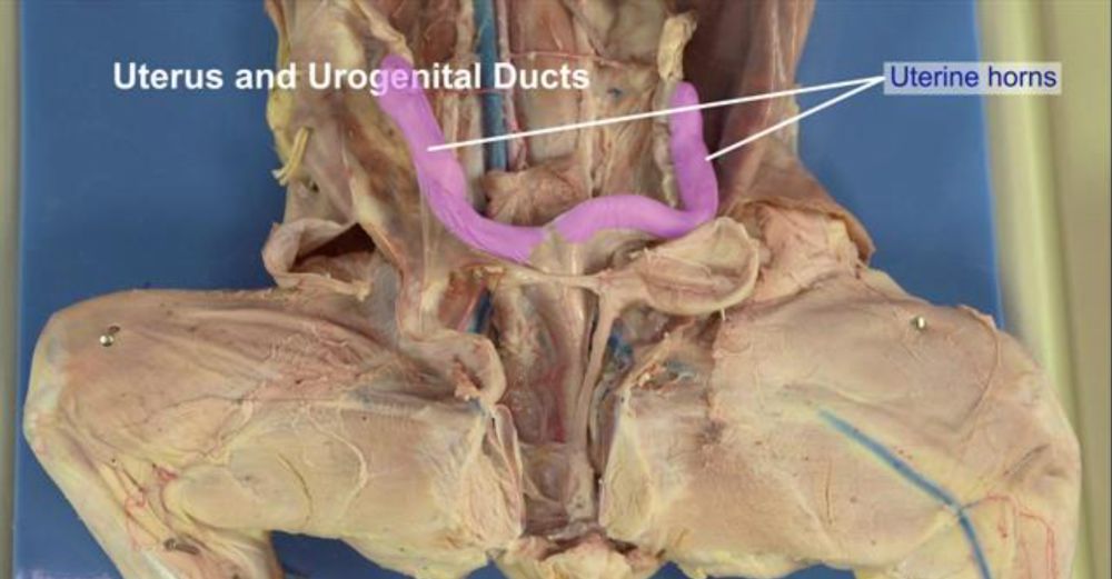Male Cat Reproductive System