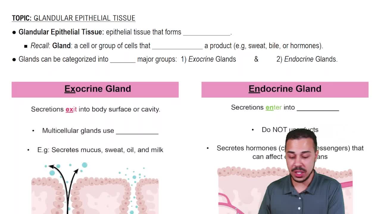 Glandular Epithelial Tissue Video Tutorial & Practice Channels for
