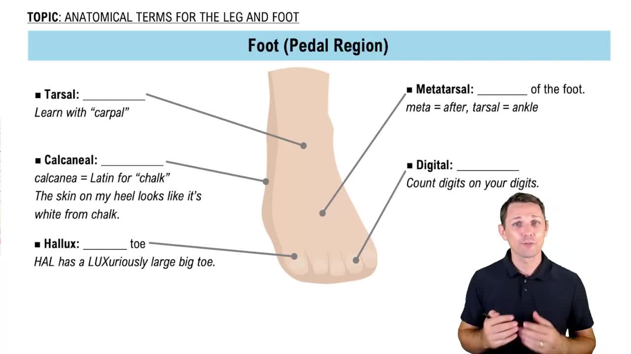 Which structure is distal to the metatarsals? Channels for Pearson+