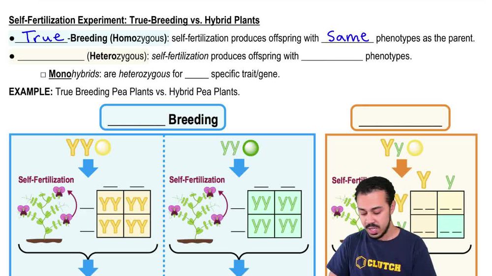 True Breeding Definition, Importance Examples Video Lesson, 51 OFF