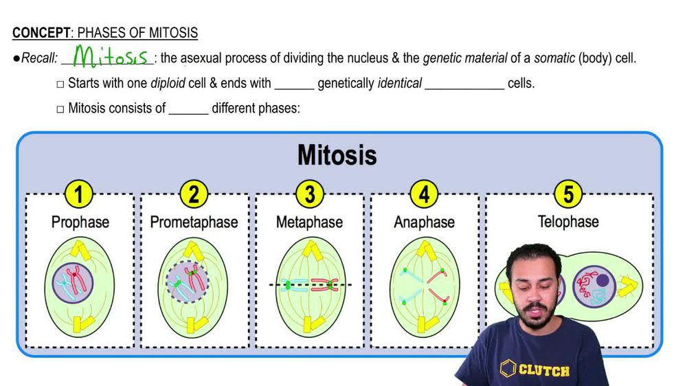 The correct sequence for the phases of mitosis is: | Channels for 