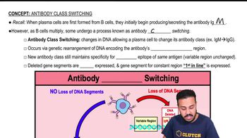 Which lymphocyte is responsible for inducing class switching in B
