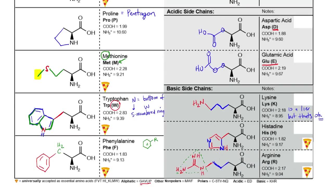 Blank Amino Acid Worksheet Channels for Pearson+