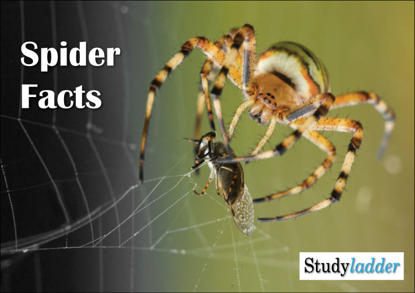 Spider Facts Slideshow Studyladder Interactive Learning Games