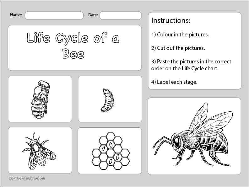Life Cycle of a Bee (Sheet 2) - Studyladder Interactive Learning Games