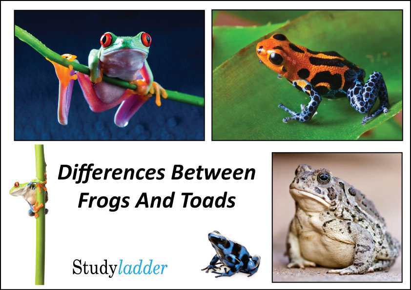 Difference between frog and toad tadpoles