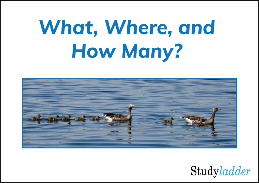 What, Where, and How Many? Studyladder Interactive Learning Games