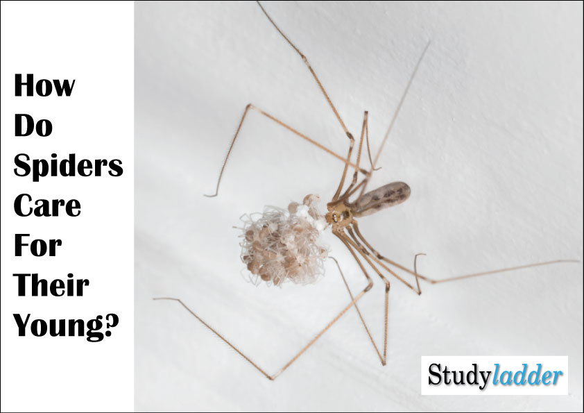 How do spiders care for their young? Studyladder Interactive Learning