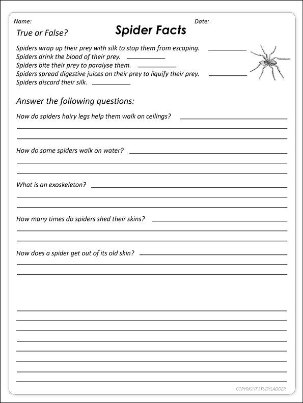 Spider Facts Worksheet Studyladder Interactive Learning Games